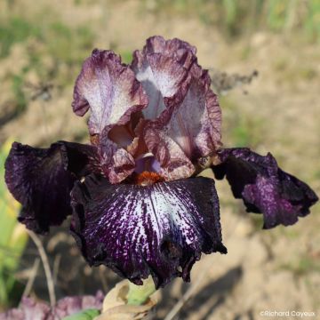 Iris germanica Nuit Galactique - Bearded Iris