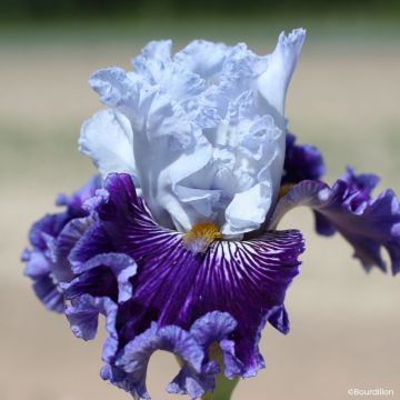 Iris Polar Shift - Tall bearded iris