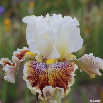 Iris germanica Wonder Never Cease - Tall Bearded Iris