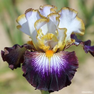 Iris germanica Eclat de Nuit - Tall Bearded Iris