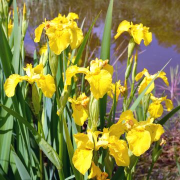 Iris pseudacorus Compact Form - Yellow Flag