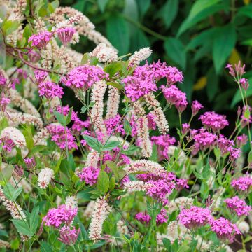 Itea virginica Itea virginica