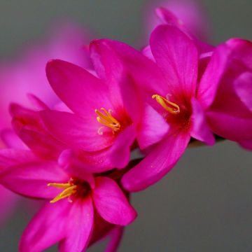 Ixia Venus - Corn lily