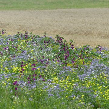Jachère mellifère Tübinger