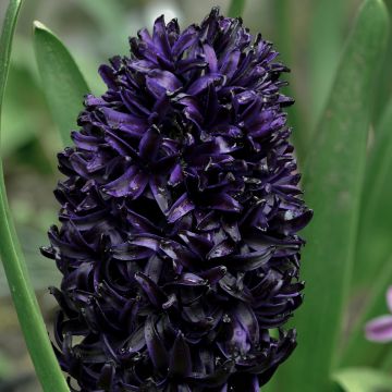 Hyacinthus orientalis Midnight Sky - Jacinthe orientale, Jacinthe de Hollande, Jacinthe des jardins