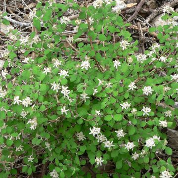 Jamesia americana 
