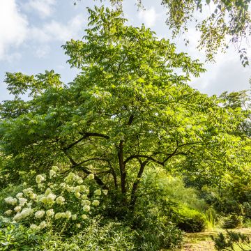 Juglans cinerea - Butternut Juglans cinerea - Butternut