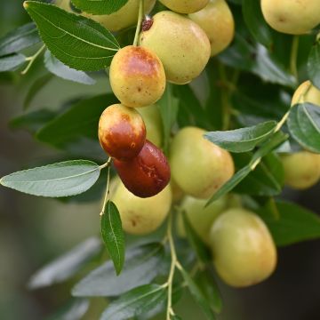 Ziziphus jujuba Meimizao - Cicourlier, Dattier de Chine, Guindanlier, Jujubier commun
