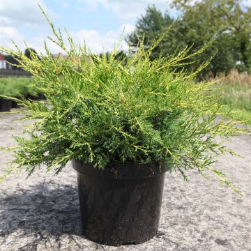 Juniperus x pfitzeriana Kuriwao Gold D