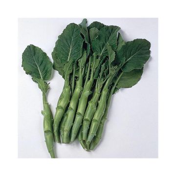 Untreated Chinese Broccoli - Ferme de Sainte Marthe seeds  - Brassica alboglabra