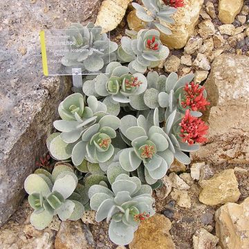 Kalanchoe farinacea  - Kalanchoé farineux