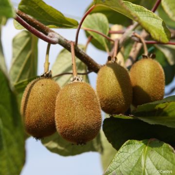 Kiwi plant Koryoku (Female) - Actinidia deliciosa