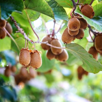Actinidia Herma Actinidia Herma
