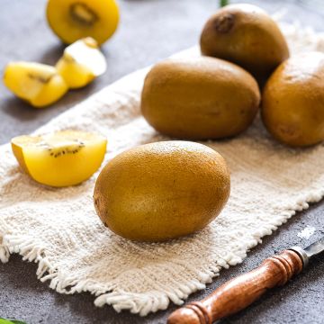 Kiwi Plant Kiwi Gold - Actinidia deliciosa