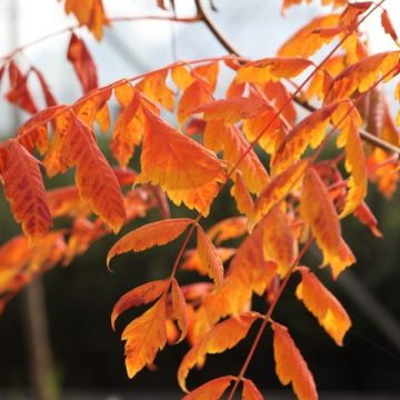 Koelreuteria paniculata Coral Sun Koelreuteria paniculata Coral Sun