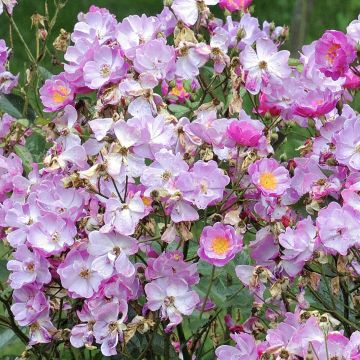 Rosa Lavender Dream