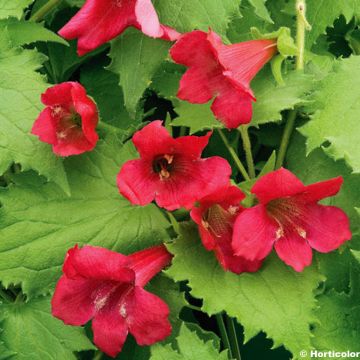 Lophospermum Wine Red - Climbing Gloxinia
