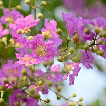 Lagerstroemia indica Violacea - Crape Myrtle