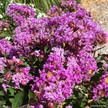 Lagerstroemia indica Gourmet Violetta - Crape myrtle