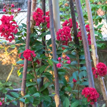 Lagerstroemia indica Terrasse Rouge - Lilas des Indes Lagerstroemia indica Terrasse Rouge - Lilas des Indes