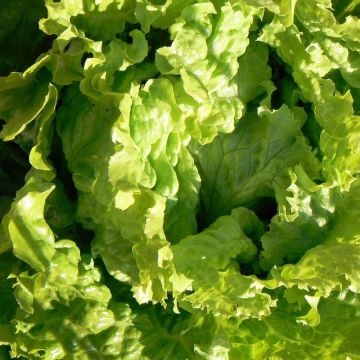 Batavia Lettuce Dorée de Printemps plants - Lactuca sativa