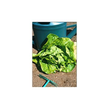 Lettuce Kinemontepas seeds - Lactuca sativa