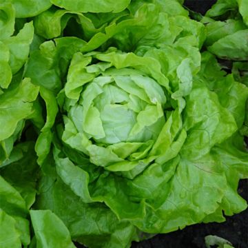 Butterhead Lettuce Gotte de Loos - Lactuca sativa