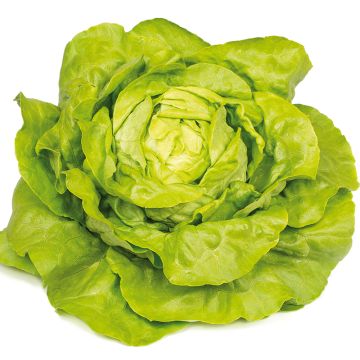 Organic Butterhead Lettuce Gabino plants - Lactuca sativa