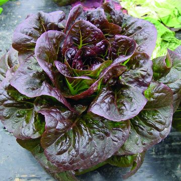 Lactuca sativa var. romana 'Ovired' seeds - Mini cos lettuce