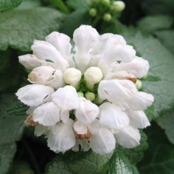 Lamier - Lamium maculatum White Nancy Lamier - Lamium maculatum White Nancy