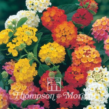 Lantana camara Mixed Hybrids - West Indian Lantana seeds