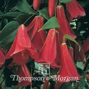Lapageria rosea - Chilean Bellflower seeds
