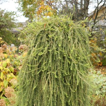 Larix decidua Puli - European Larch