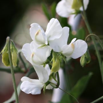 Graines de Pois de Senteur White Suprême - Lathyrus odoratus grandiflora