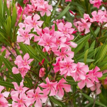 Nerium oleander Margarita