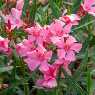 Nerium oleander Maurin des Maures