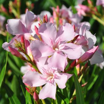 Nerium oleander Sealy Pink 
