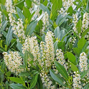 Laurier cerise - Prunus laurocerasus Herbergii 40/60cm en pot de 3.5L Laurier cerise - Prunus laurocerasus Herbergii 40/60cm en pot de 3.5L