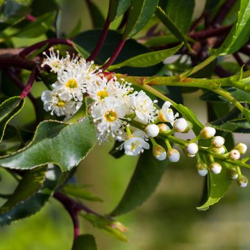 Laurier du Portugal Brenelia - Prunus lusitanica