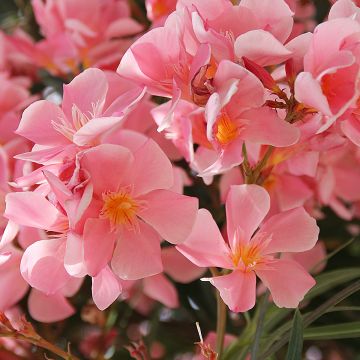 Nerium oleander Saumon