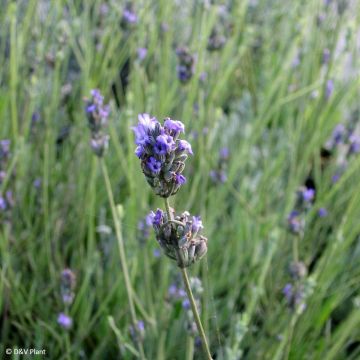 Lavandula latifolia - Spike Lavender