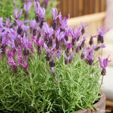 Lavandula stoechas Bella Toscane - French lavender
