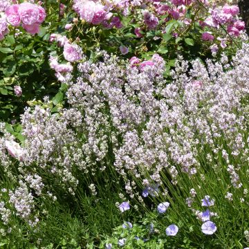 Lavandula angustifolila Rosea - True Lavender