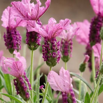 Lavandula stoechas The Princess - French Lavender