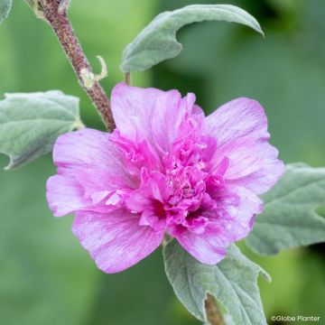 Lavatera Princess Pink - Tree mallow