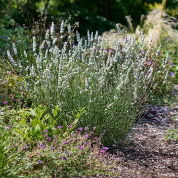 Lavandula intermedia Exceptional  - Lavandin