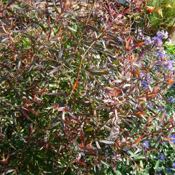 Leptospermum macrocarpum Copper Sheen - Tea-tree