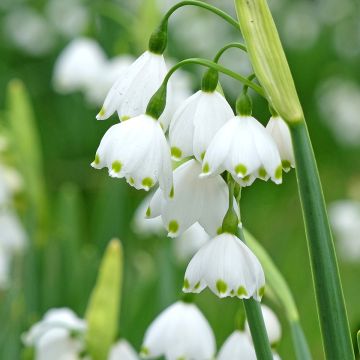 Leucojum aestivum Bridesmaid - Nivéole d'été Leucojum aestivum Bridesmaid - Nivéole d'été