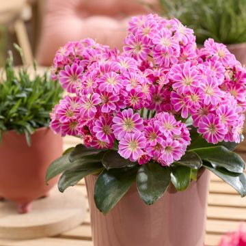 Lewisia cotyledon Safira Tropic Pink - Siskiyou Lewisia