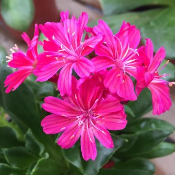 Lewisia cotyledon Elise Ruby Red